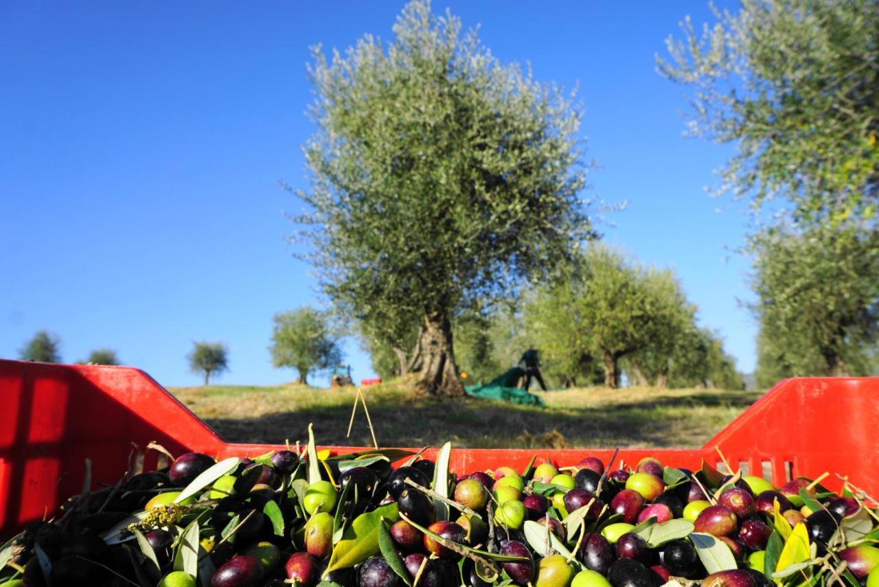 Fattoria Lornano Winery Βίλα Monteriggioni Εξωτερικό φωτογραφία