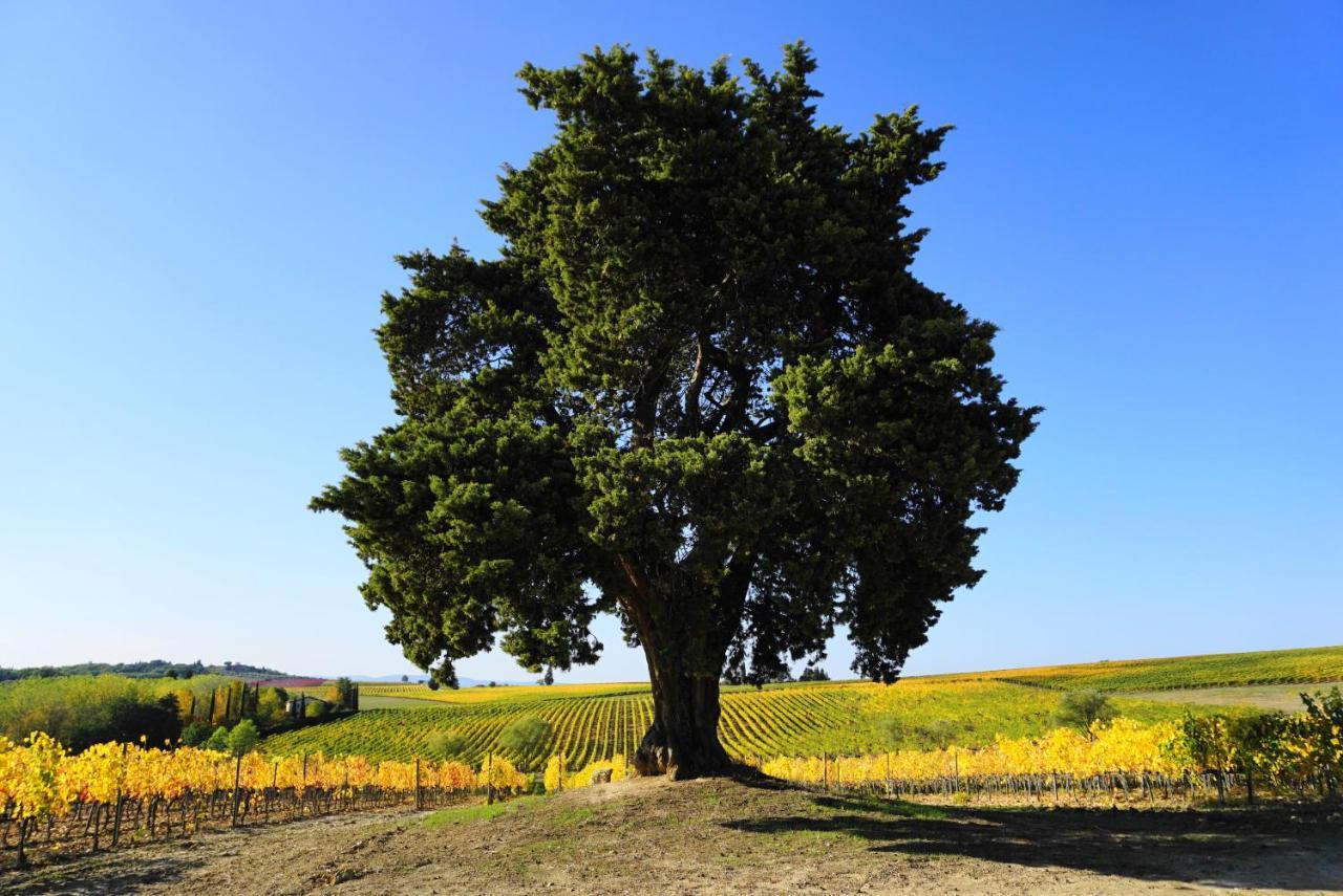 Fattoria Lornano Winery Βίλα Monteriggioni Εξωτερικό φωτογραφία